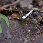 White Lynx spider