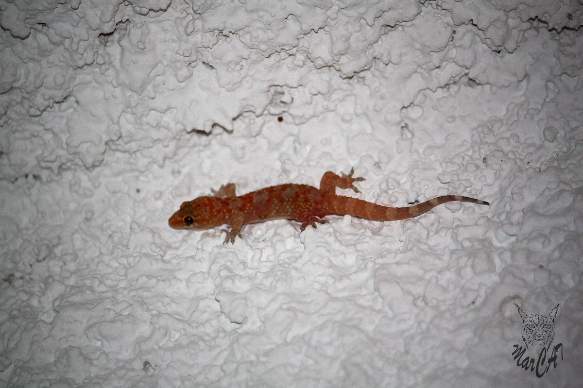Mediterranean house gecko - Gekon turecký