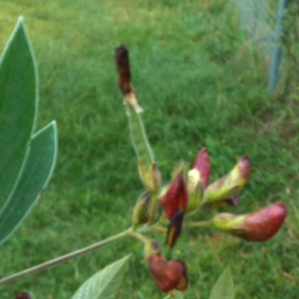 Pigeon Pea Project Noah