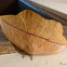 Giant Silkworm Moth