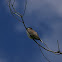 Eastern Kingbird