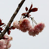 Royal Japanese Cherry tree (Blossoms)