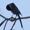 Iberian Azure-winged Magpie