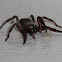 Whitetail Spider