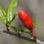 Pomegranate flower bud