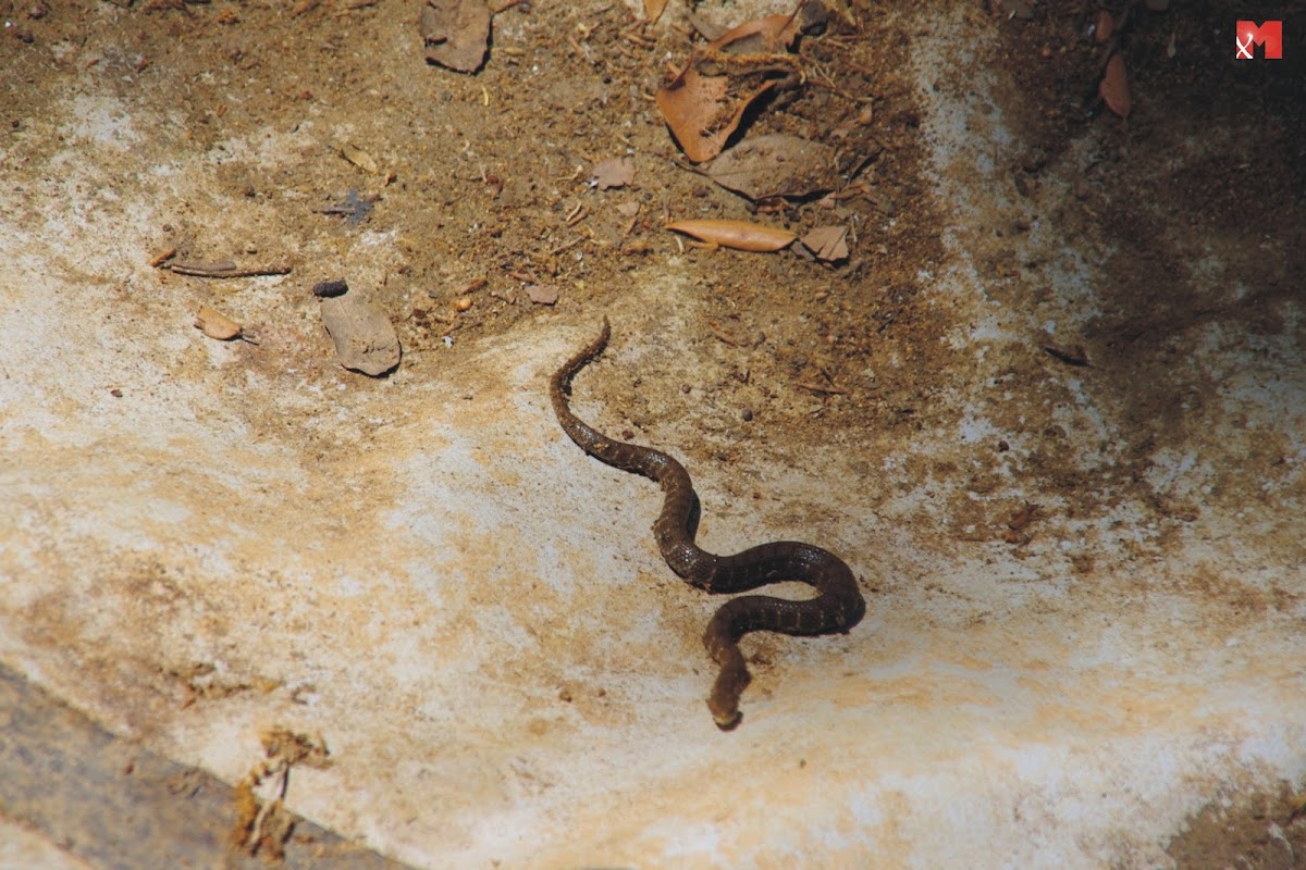 Dice snake (Λιμνόφιδο)