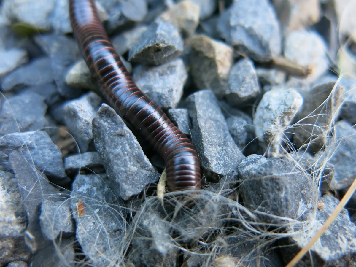 Califonia Milipede