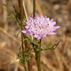 Pincushion flower