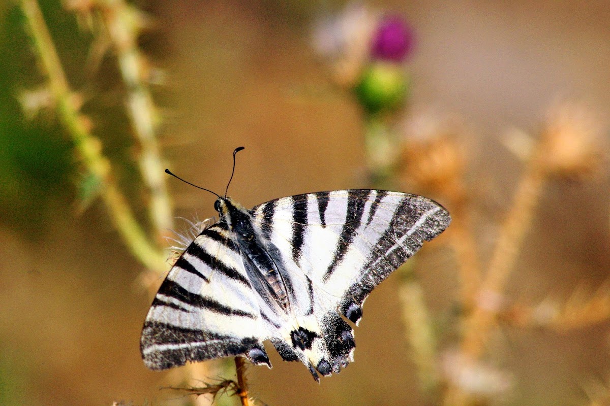 Scarce Swallowtail