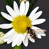 Hover fly or flower fly