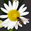Hover fly or flower fly