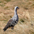 Cauquén (Upland Goose)