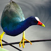 purple gallinule