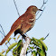 Brown Thrasher