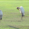 Wood stork