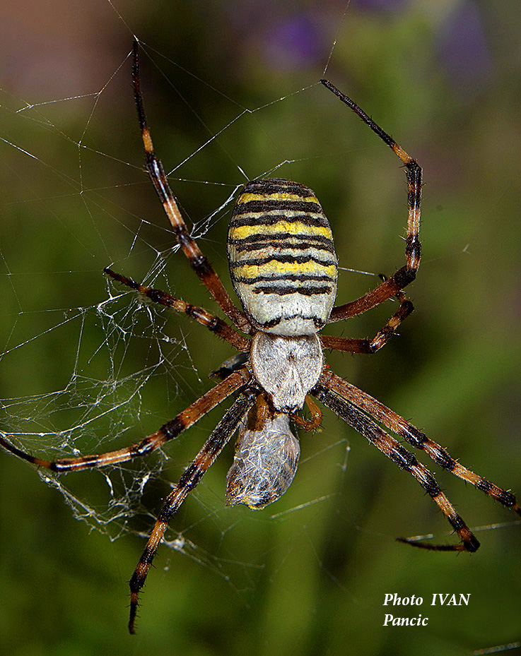 The Wasp Spider