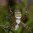The Wasp Spider
