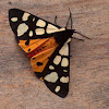 Garden Tiger Moth