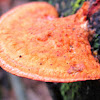cinnabar red polypore