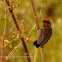 Red-crested finch