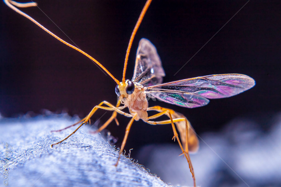 Sugar Fly | Insects & Spiders | Animals | Pixoto