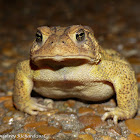American toad (male)