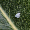 Silverleaf whitefly