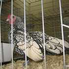 Silver Sebright Rooster