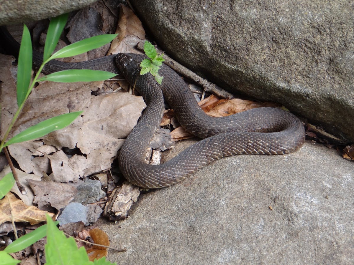 Black Rat Snake Project Noah