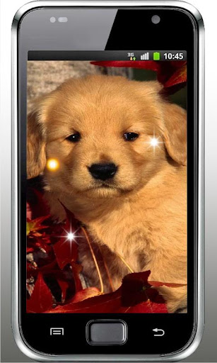 Puppy Game HD live wallpaper