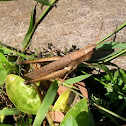 Tiny grasshopper