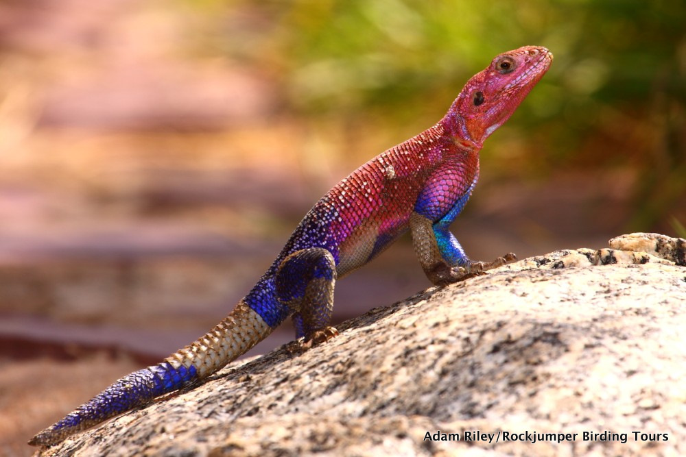 Mwanza Flat-headed Agama