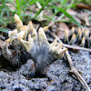 Staghorn fungus?