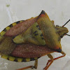 CHINCHE MEDITERRANEA - Shield bug
