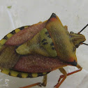 CHINCHE MEDITERRANEA - Shield bug