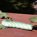 Carolina Sphinx Moth (Tobacco Hornworm)