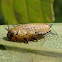 Tortoise beetle larva