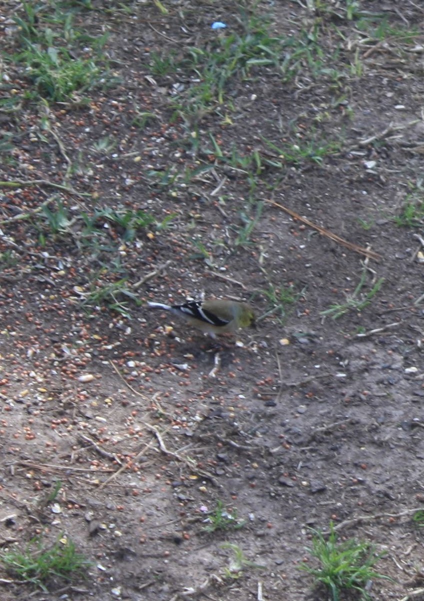 American Goldfinch