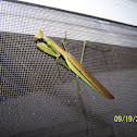 Chinese Praying Mantis