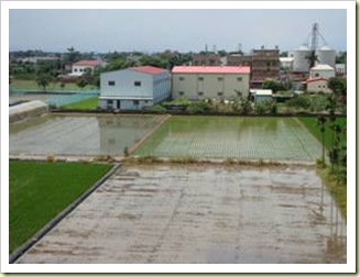 Newly planted rice fields.