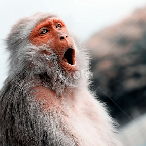 OI! by Zoe Walker Designs - Animals Other Mammals