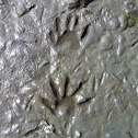 Raccoon tracks