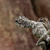 Frilled Lizard (Jv)