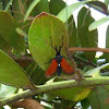 Spotted Oleander Moth