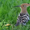 Hoopoe