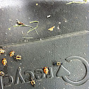 Harlequin Ladybird Larvae