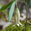 Sessile Bellwort