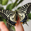 Asain Swallowtail or Chinese Yellow Swallowtail