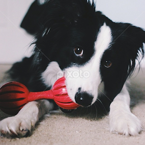 Playtime for Bud! by Jenna Line - Animals - Dogs Playing