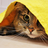 Peekaboo by Sheila Marques -  